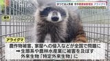 かつてはアニメでブームに ある動物の農作物被害が増加傾向 深夜の果樹園に現れたのは?広い行動範囲、雑食性で広範囲に被害 | 山口のニュース・天気・防災|tys NEWS|tysテレビ山口