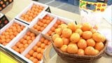 完熟きんかん「たまたま」販売解禁 宮崎市での初競りでは最上級品の最高値が1キロ10万円 | MRTニュース | MRT宮崎放送