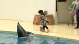 水族館でイルカと触れ合う特別イベント「トレーナー体験」開催=静岡県・沼津市 | 静岡のニュース | SBSNEWS | 静岡放送