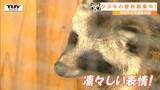 「かわいかった」河北町の動物園にオスのホンドタヌキが仲間入り! 10月14日までタヌキの名前を募集(山形) | 山形のニュース│TUYテレビユー山形