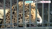 おじいちゃんジャガーとチンパンジーに特別なごちそう 動物たちにも”敬老の日” | 高知のニュース・天気|KUTV NEWS | KUTVテレビ高知