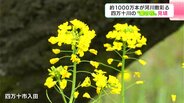 「空気に清涼感があってとっても素敵」約1000万本が河川敷彩る　四万十川の“菜の花”見頃　|　高知のニュース・天気｜KUTV NEWS | KUTVテレビ高知