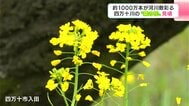 「空気に清涼感があってとっても素敵」約1000万本が河川敷彩る　四万十川の“菜の花”見頃　|　高知のニュース・天気｜KUTV NEWS | KUTVテレビ高知