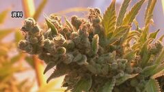 大麻所持を限定的に認める法案可決　ドイツ連邦議会| TBS CROSS DIG with Bloomberg