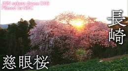 慈眼桜 長崎県平戸市【JNN sakuraドローンDIG】|TBS NEWS DIG
