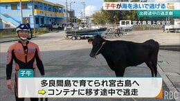 【映像入手】出荷前の子牛が脱走 海を泳いで逃げるも海保の潜水士が救助 大人しく“縄につく”　|　沖縄のニュース｜RBC 琉球放送