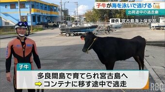 【映像入手】出荷前の子牛が脱走 海を泳いで逃げるも海保の潜水士が救助 大人しく“縄につく”|TBS NEWS DIG