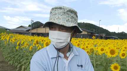 ハート型のひまわり畑 3万本を育てたのは75歳コンビ「みんなが幸せ
