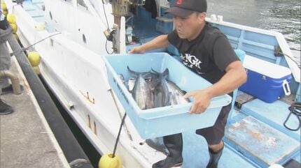 ブランド魚「答志島トロさわら」の水揚げ始まる 三重・鳥羽市 | 名古屋