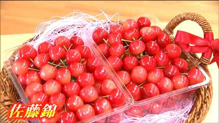 サクランボの王様＝佐藤錦」友好都市から 園児への口元へ届く 宮城・東