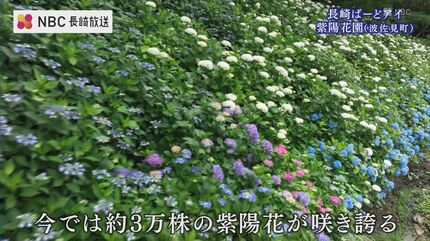 約3万株が咲き誇る「紫陽花の秘境」を空から【ながさきばーどアイ