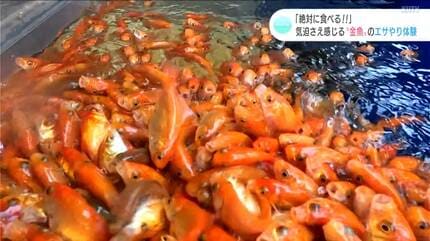 絶対にご飯を食べる！」気迫さえ感じる約500匹の金魚の餌やり体験