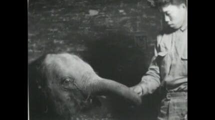 水前寺動物園に仔象が到着【昭和36年・1961】～RKKニュース