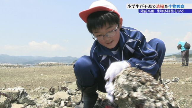 石をひっくり返すとカニ、アナジャコ、テッポウエビなどが次々… 小学生が地元の干潟を清掃し、水生生物の観察行う 岩手・陸前高田市|TBS NEWS DIG