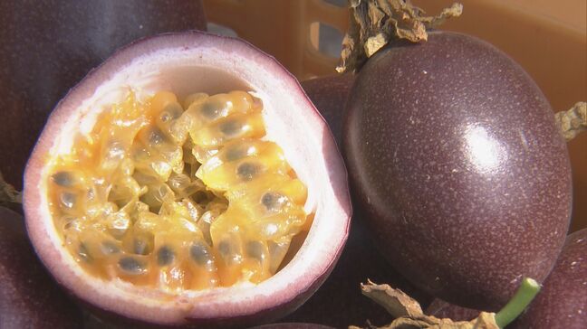 暑さに強いパッションフルーツ栽培も… 適正温度は25℃ 「暑くなり過ぎても影響出る」 “熱帯フルーツ”試験栽培 三重・南伊勢町|TBS NEWS DIG