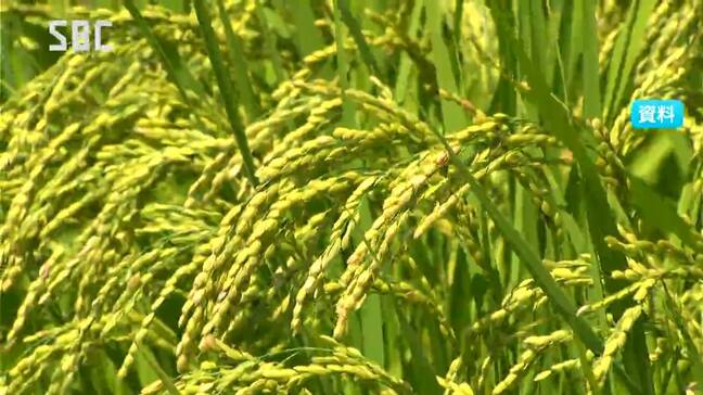 長野県内のコメの収穫量は「去年並み」との見通し「日照時間が長く推移、生産はおおむね良好」と分析 農水省|TBS NEWS DIG