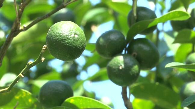 爽やかな香りと程よい酸味 青切りシークヮーサー初出荷式 名護市|TBS NEWS DIG