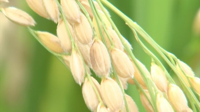 香川県のオリジナル米「おいでまい」　善通寺市で収獲が最盛期　価格は高値傾向続く【香川】|TBS NEWS DIG