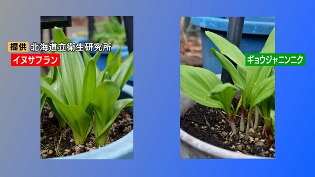 有毒植物「イヌサフラン」を山菜「ギョウジャニンニク」と誤って食べた70代女性死亡…自宅の庭に一緒に植えられる　札幌市保健所が誤食の注意呼びかけ|TBS NEWS DIG