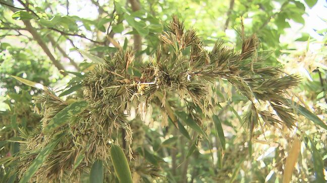 「花が咲くなんて…」60～120年に一度？住宅の庭で“竹の花”開花　福島・郡山市|TBS NEWS DIG