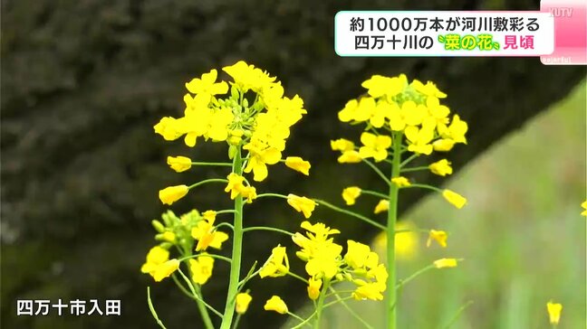「空気に清涼感があってとっても素敵」約1000万本が河川敷彩る　四万十川の“菜の花”見頃|TBS NEWS DIG