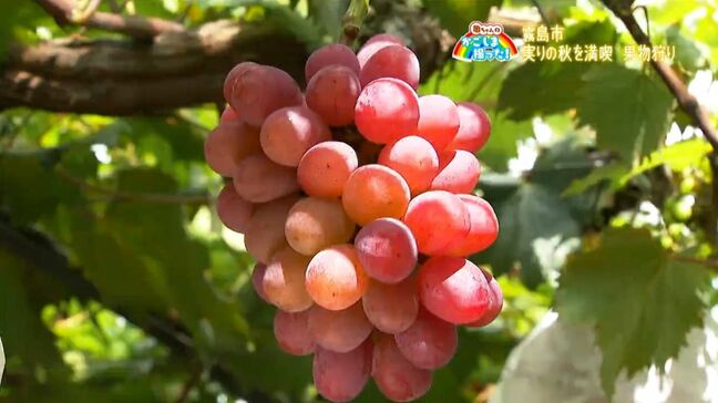 実りの秋を満喫　果物狩り　霧島市【亀ちゃんのかごしま撮った！】|TBS NEWS DIG