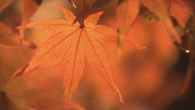 「紅葉が素晴らしくなる」紅葉ライトアップ 白河市の南湖公園 福島|TBS NEWS DIG
