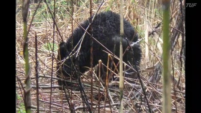 大熊町でクマ捕獲　福島県浜通りで初めて　県内全域に「出没注意報」|TBS NEWS DIG