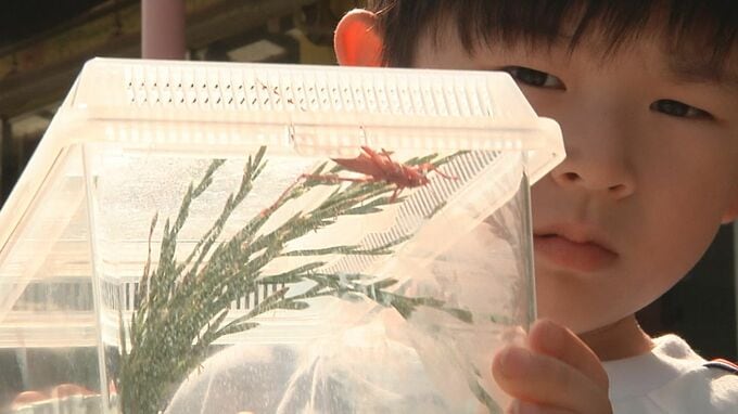 ５歳の男の子が珍しい「ピンク色のキリギリス」を発見　通常は天敵から身をひそめるため緑色や褐色…なぜピンクに？|TBS NEWS DIG