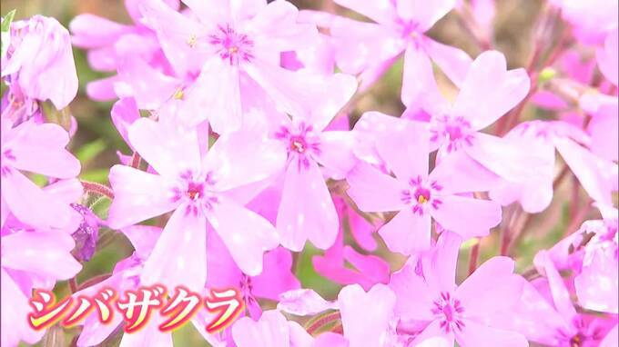 1.5ヘクタールの庭園に約30万株のシバザクラ見頃「毎年変わってくので見ごたえがあります」【香川】|TBS NEWS DIG