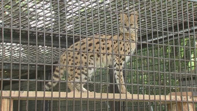 新たな動物が仲間入り　宮崎市フェニックス自然動物園でネコ科の「サーバル」の一般公開が始まる　|　MRTニュース ｜ ＭＲＴ宮崎放送