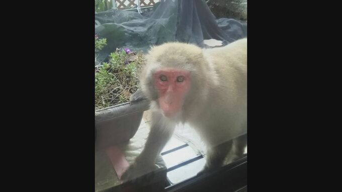 【速報】住民被害が相次いでいた山口県岩国市玖珂町でサル２匹捕まる　|　山口のニュース・天気・防災｜tys NEWS｜ｔｙｓテレビ山口