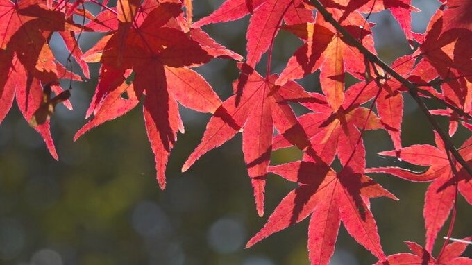 「散歩には最高ですね」公園内で赤や黄色の紅葉をゆったりと　山梨・桂川ウェルネスパーク|TBS NEWS DIG