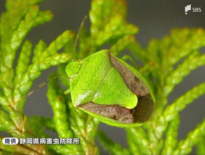 「果樹カメムシ類」平年の約20倍で大量飛来のおそれ 静岡県内で28年ぶり「病害虫発生予察警報」発表 2026年度全国で初＝静岡県|TBS NEWS DIG