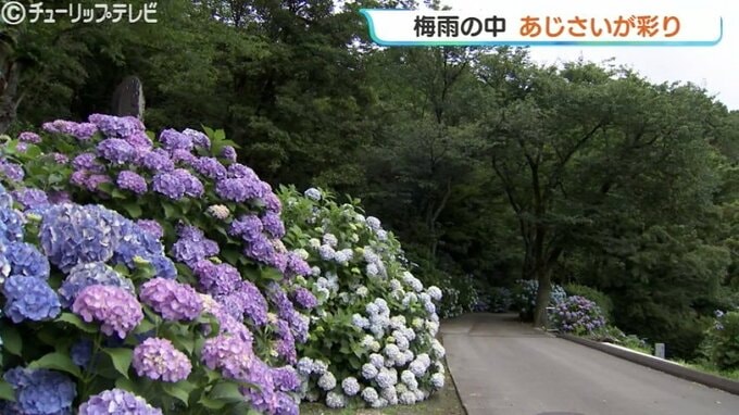 梅雨らしい天気の中、アジサイが見ごろに 富山市の呉羽山　|　富山のニュース｜天気・防災｜チューリップテレビ