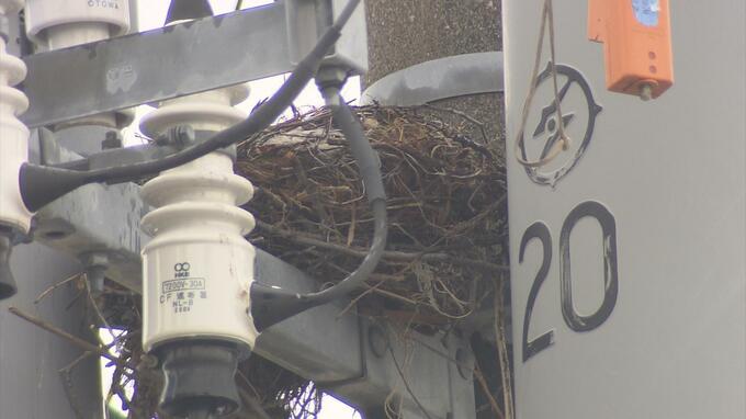 停電発生の恐れもある「カラスの巣」　作業がピーク迎える3～6月にかけて『2000個以上』撤去のプロ　「見かけたら情報を！」　|　青森のニュース│ATV NEWS│青森テレビ