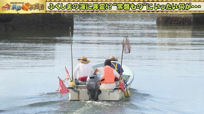 ふくしまの海でアノ高級食材が豊漁！？【東北・噂の真相】|TBS NEWS DIG