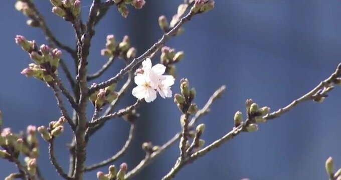 いつ咲くのかな？2025年サクラの開花予想発表　富山は平年より8日早い3月26日　西日本:平年並み　東日本:平年並みか早い　北日本:平年より早い　　|　富山のニュース｜天気・防災｜チューリップテレビ