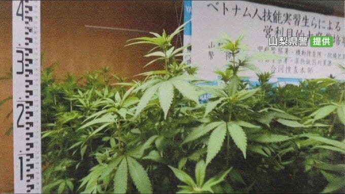 大麻の自宅栽培は認める　営利目的は被告のベトナム人2人とも否認　大麻取締法違反で初公判　|TBS NEWS DIG