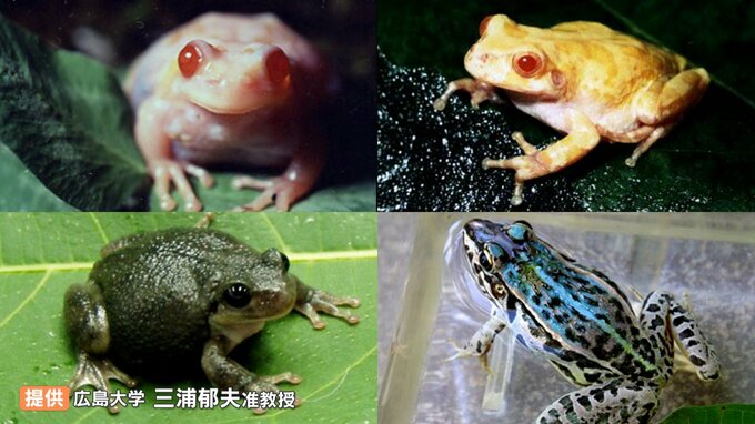 各地で発見！カラフルなカエル　ピンクのオタマジャクシがいる田んぼから知ったこと　|　RCC NEWS | 広島ニュース | RCC中国放送