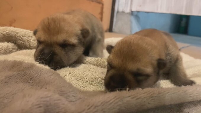 悶絶級にカワイイ！「山陰柴犬」の兄弟子犬が生まれた　全国で500匹程度　|　BSSニュース | BSS山陰放送