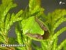 「果樹カメムシ類」平年の約20倍で大量飛来のおそれ 静岡県内で28年ぶり「病害虫発生予察警報」発表 2026年度全国で初＝静岡県　|　静岡のニュース | SBSNEWS | 静岡放送