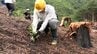 35センチほどに育ったスギの苗木を植樹　大船渡市山林火災の復旧作業現場を公開　|　IBC NEWS | IBC岩手放送