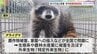 かつてはアニメでブームに　ある動物の農作物被害が増加傾向　深夜の果樹園に現れたのは？広い行動範囲、雑食性で広範囲に被害　|　山口のニュース・天気・防災｜tys NEWS｜ｔｙｓテレビ山口