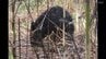 大熊町でクマ捕獲　福島県浜通りで初めて　県内全域に「出没注意報」　|　福島のニュース│TUF
