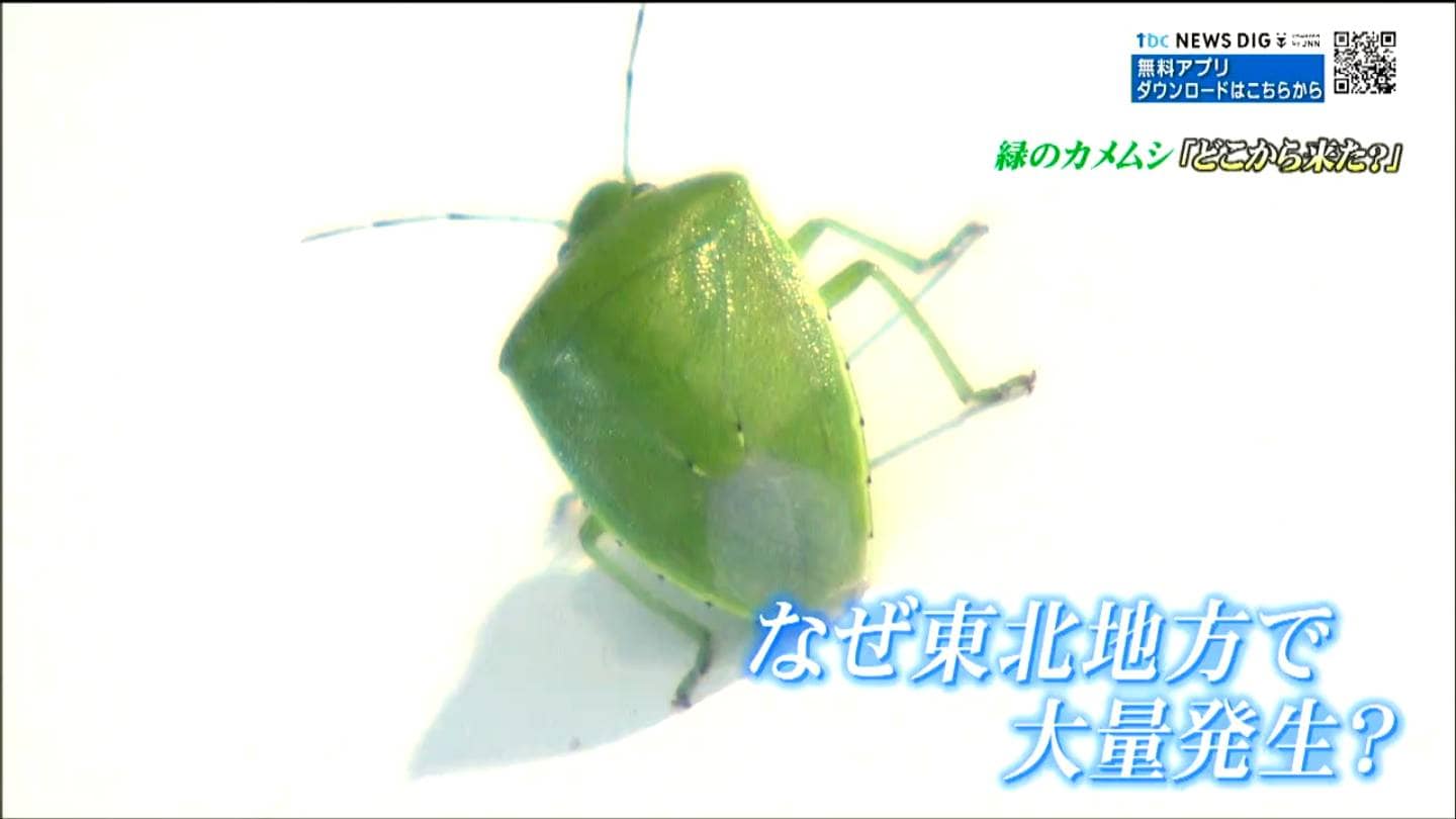 【カメムシ／発送方法修正】テレビ 専門家も驚いた「緑色のカメムシ」大量発生そのワケは 生息域が激変