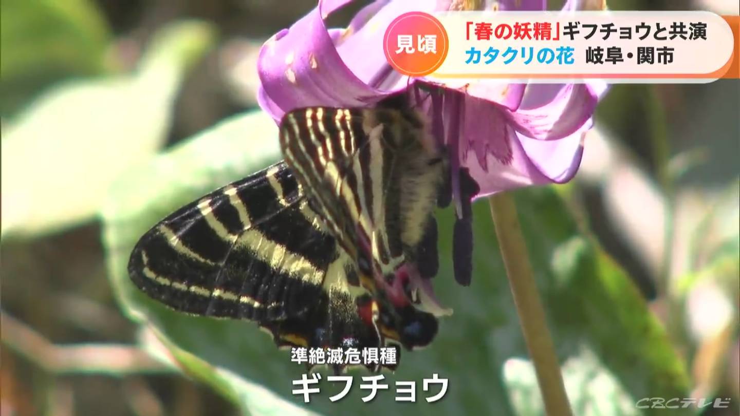 準絶滅危惧種の「ギフチョウ」との共演…薄紫の「カタクリ」の花が見ごろ 岐阜