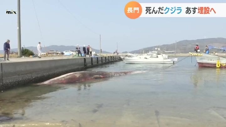 打ち上げられたクジラ あす海岸に埋設へ | 山口のニュース・天気・防災