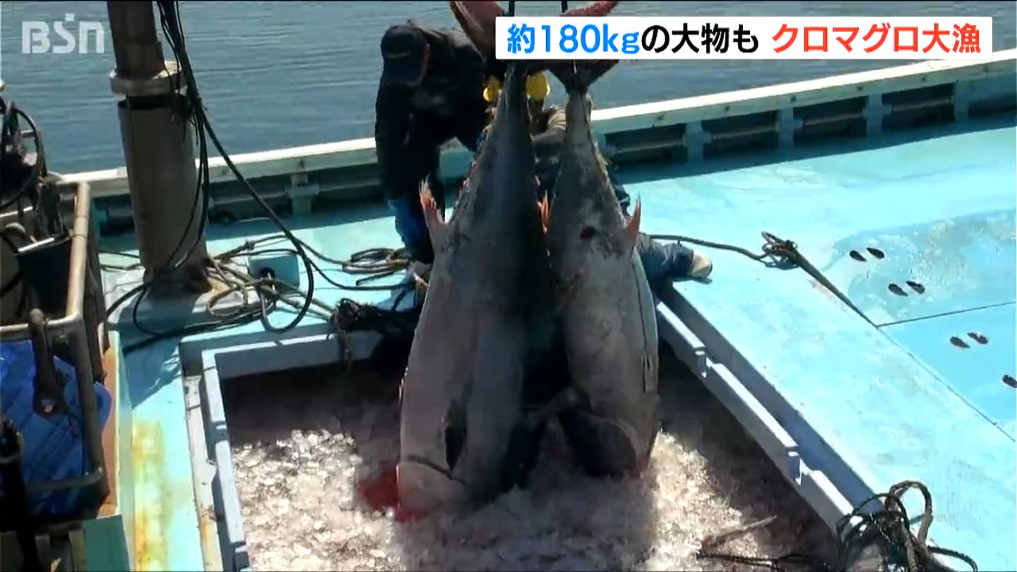 クロマグロ大漁！ 100kg超が50本 中には180kgの“大物”も…「網がやられ