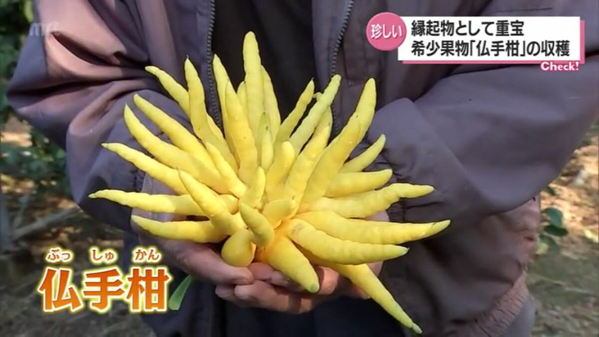 仏の手？柑橘類の「仏手柑」 日南市で収穫のピーク 正月飾りや祝い事の